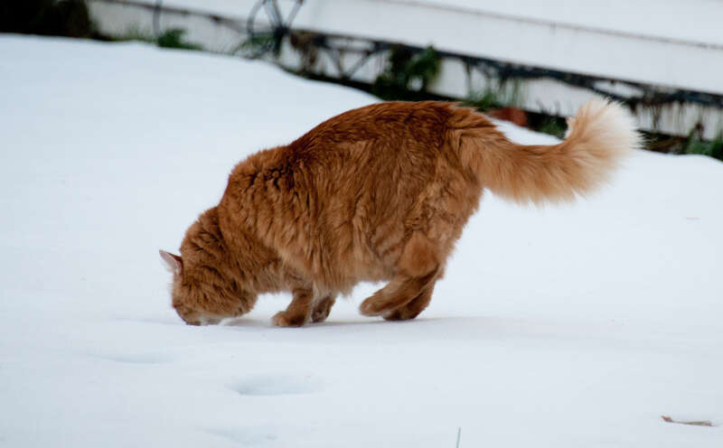 It's been pretty quiet recently and we were home for the morning so Gillie got to go out for a little while.
I went out and brought him in after a half hour. He did stay close to home, but there are woods nearby where he can escape into the