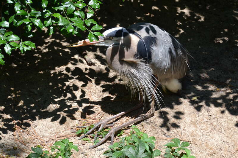 This one is in the bird sanctuary, she has a twisted beak (overlaps on the tip), but still is a beauty. I had never seen her sit like this.