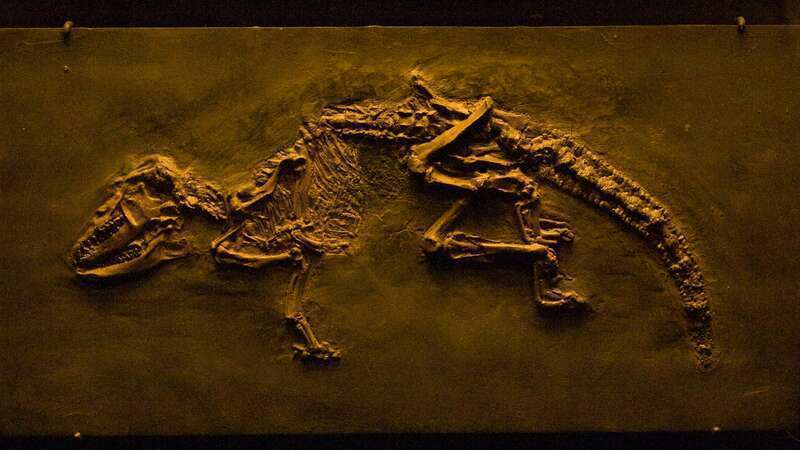 Early Insectivore, Pholidocercus hassiacus