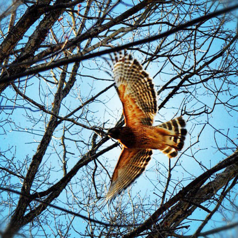 This may not be a *Klingon* bird of prey, but it’s still pretty neat.  This image of a hawk was captured on the NASA Goddard campus near building 21 by staff photographer Debbie Mccallum On Monday, Feb 27,2012. 
NASA image use policy.
NASA Goddard