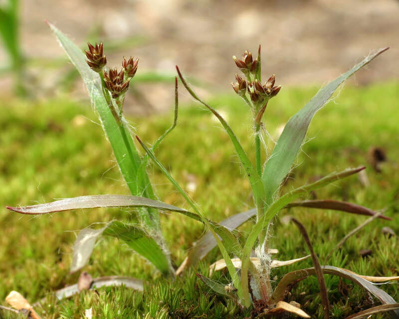 Luzula echinata.  Rock Creek Park, Washington, D. C. 19 April 2014.