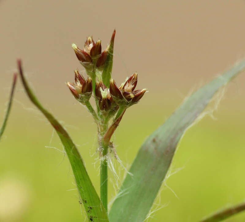 Luzula echinata.  Rock Creek Park, Washington, D. C. 19 April 2014.