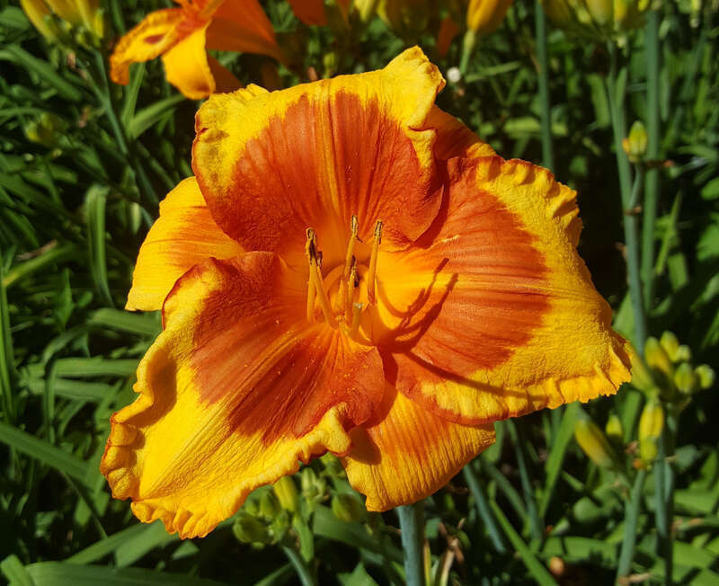 Hemerocallis 'Bonibrae Sailors Delight' flowering in the Allen Centennial Gardens at the University of Wisconsin-Madison