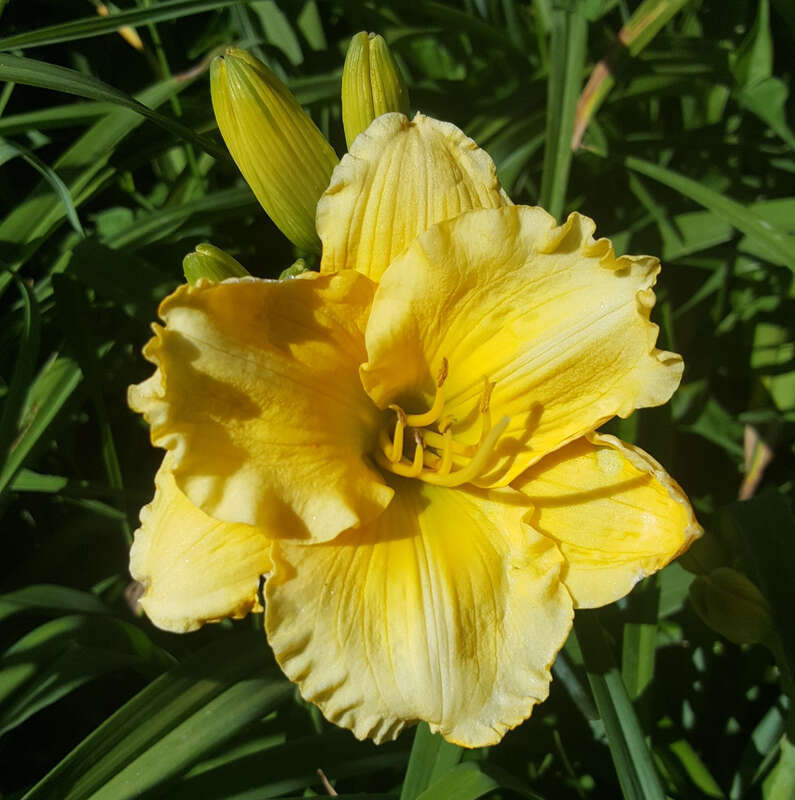 Hemerocallis 'Cute Cookie' flowering in the Allen Centennial Gardens at the University of Wisconsin-Madison