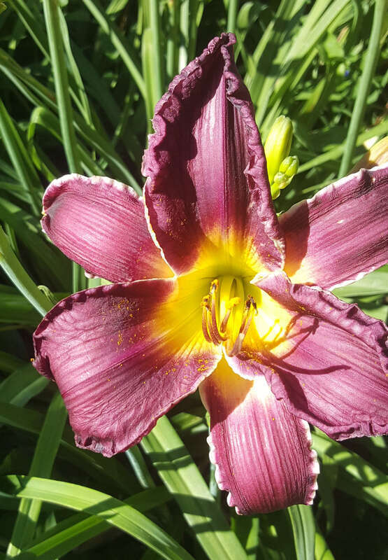 Hemerocallis 'Lydia's Regal Robe' flowering in the Allen Centennial Gardens at the University of Wisconsin-Madison
