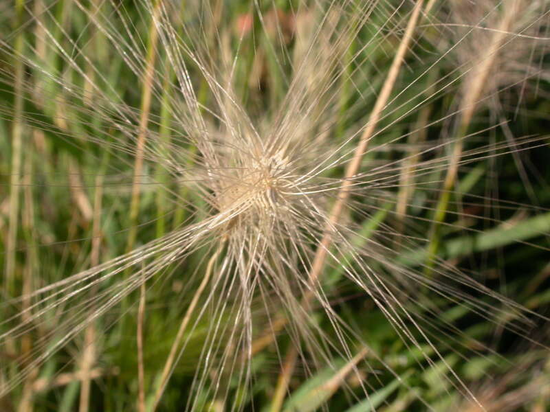 The flowering head or spike of Hordeum jubatum, like most Hordeum, is analogous to two-row barley in having only the central spikelet on each side of the head being seed bearing.