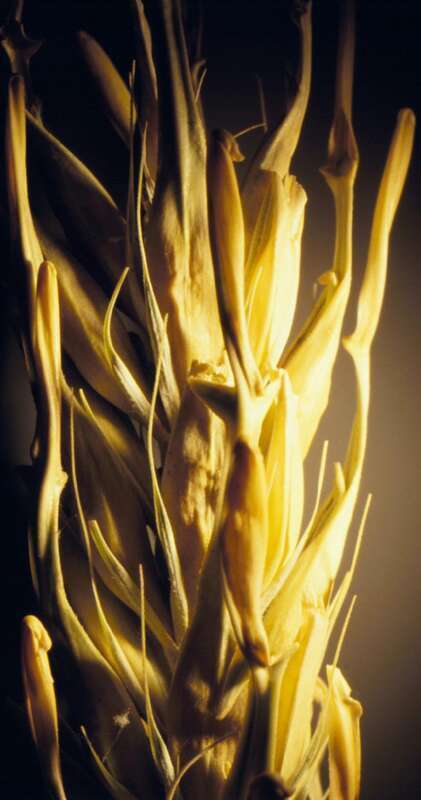 In hooded barley, the lemma awns are reduced to scale-like structures.