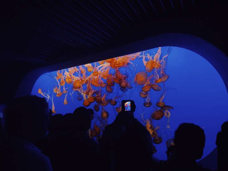 Jellyfish at Monterey Bay Aquarium