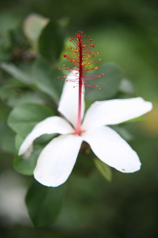 In cultivation the flowers bloom almost continuously and are born towards the ends of branches.  Like all hibiscus, the flowers last only for a day.  These bloom white in the morning, and turn pink as they fade in the afternoon. It prefers filtered