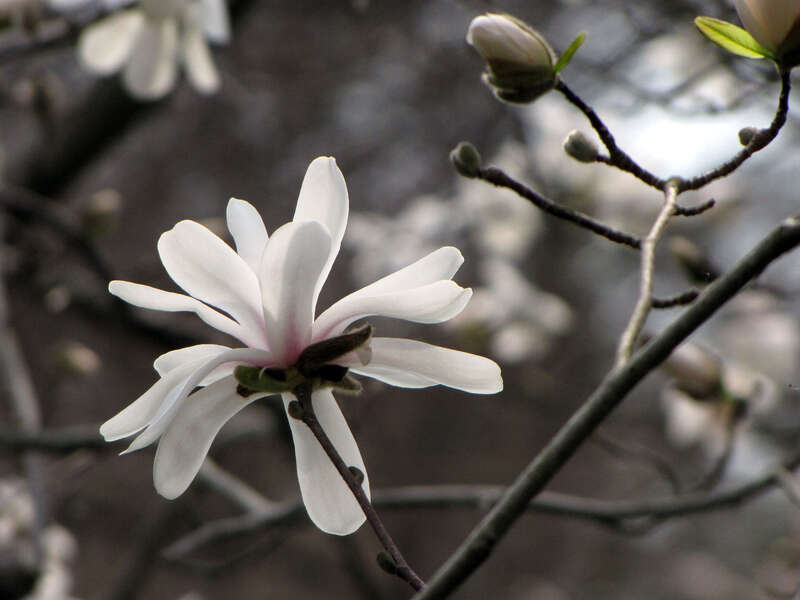 Magnolia kobus cultivated.  National Arboretum, Washington, DC, USA