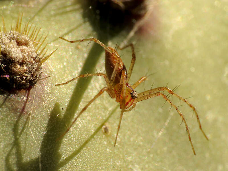 Peucetia sp. Biosphere 2, Oracle, Arizona, USA.