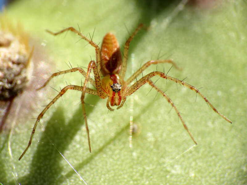 Peucetia sp. Biosphere 2, Oracle, Arizona, USA.
