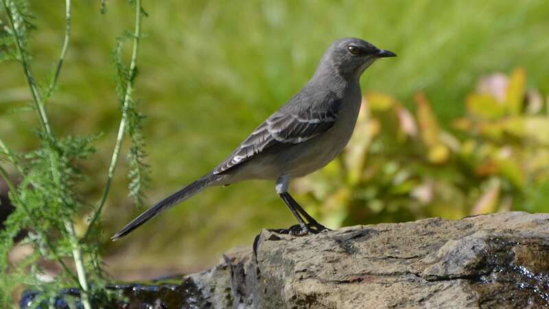 Shaw Nature Reserve in Gray Summit on 10/8/12