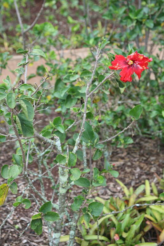 This hibiscus is native to the wet forests of O`ahu, Kauai and the Big Island.  It was designated as the Hawaii State flower in 1923 and remained so until 1988 when it was replaced by the native yellow.  The oval leaf has rounded tooth edges and a