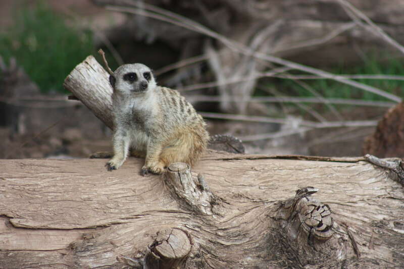 Oklahoma City Zoo 5/26/2014