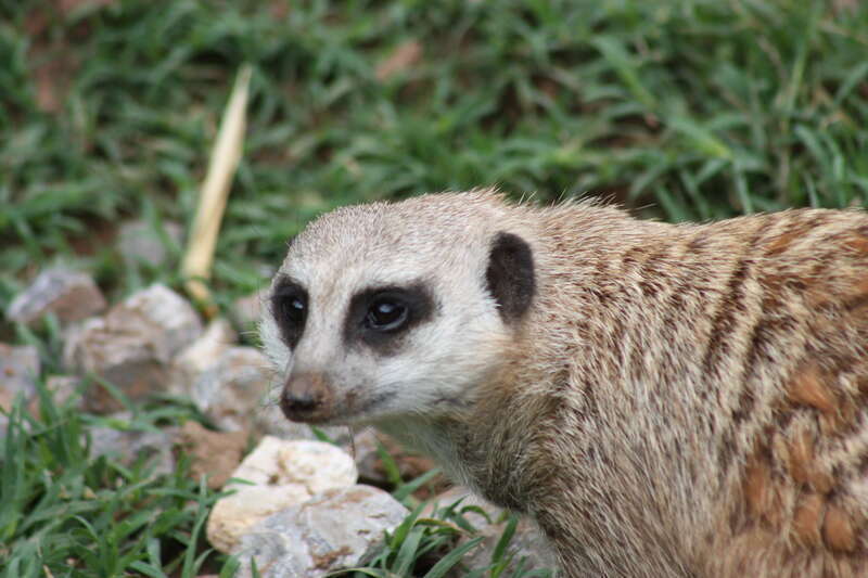Oklahoma City Zoo 5/26/2014