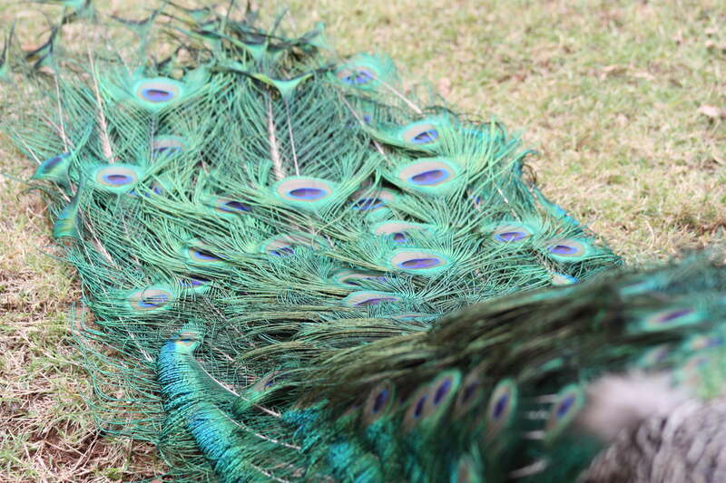 Oklahoma City Zoo 5/26/2014