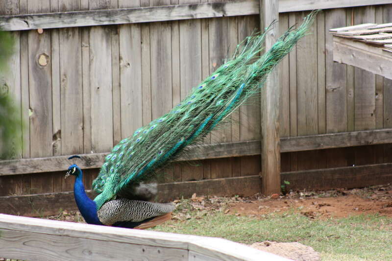 Oklahoma City Zoo 5/26/2014
