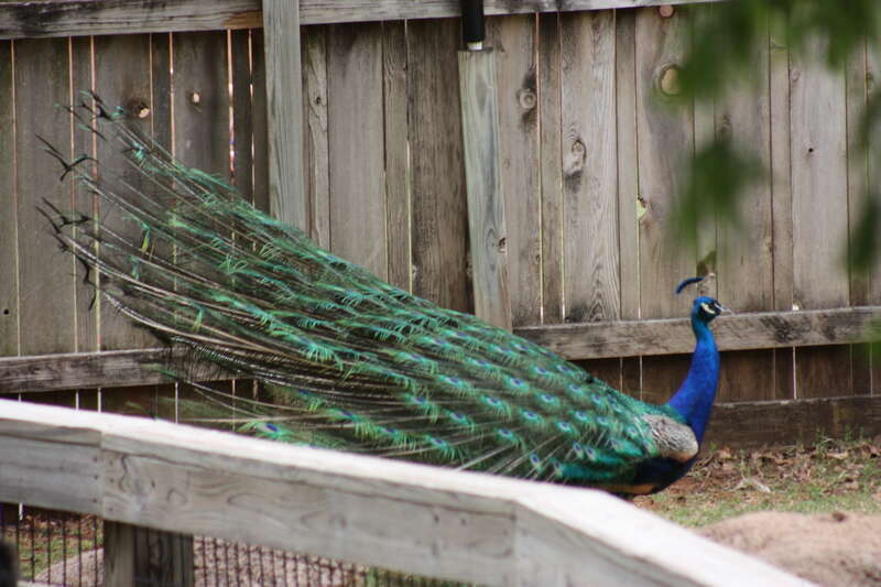 Oklahoma City Zoo 5/26/2014