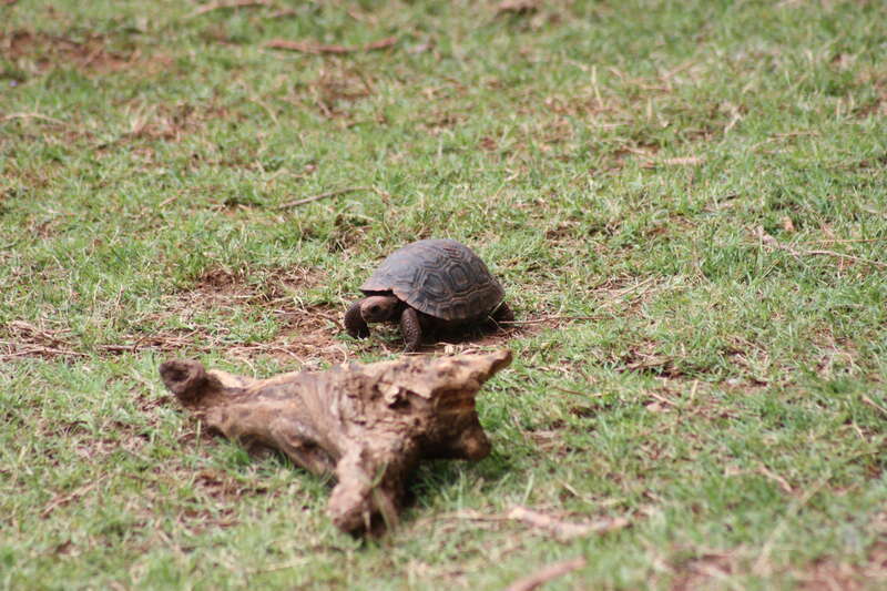 Oklahoma City Zoo 5/26/2014