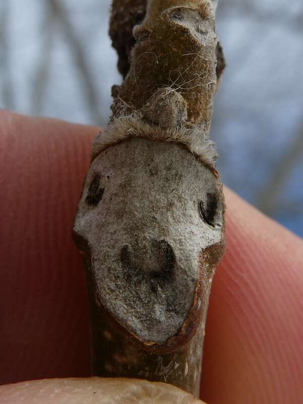 butternut canker (Ophiognomonia clavigignenti-juglandacearum)