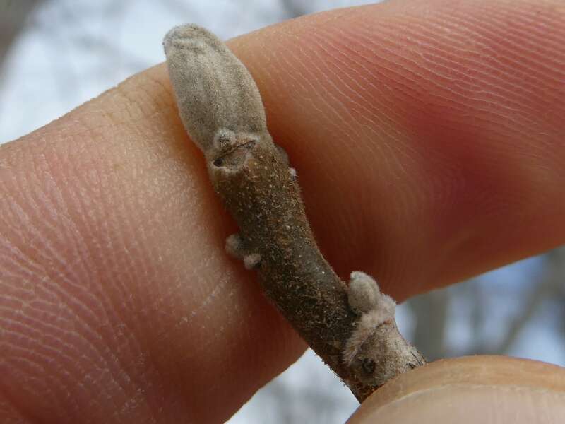 butternut canker (Ophiognomonia clavigignenti-juglandacearum)