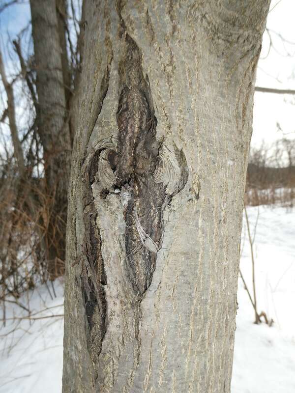 butternut canker (Ophiognomonia clavigignenti-juglandacearum)