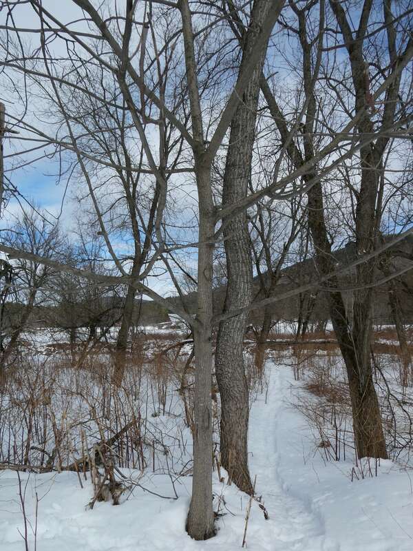 butternut canker (Ophiognomonia clavigignenti-juglandacearum)