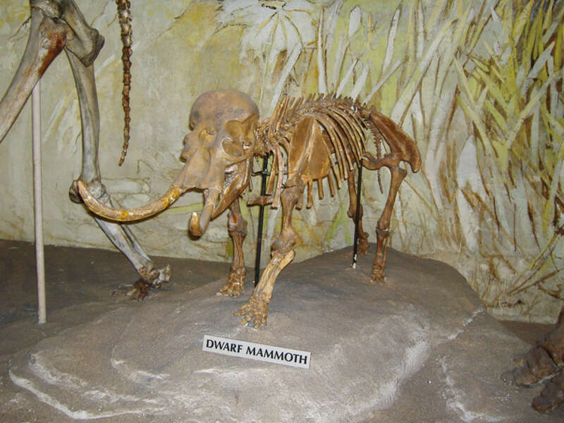 This is an adult dwarf mammoth.  This is a result of island dwarfism.  I really cracked up because of this.  He's like an ancestor of Mr. Tusks.  Awwww.