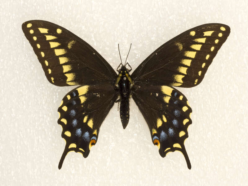 Baird's Swallowtail (Papilio machaon bairdii)