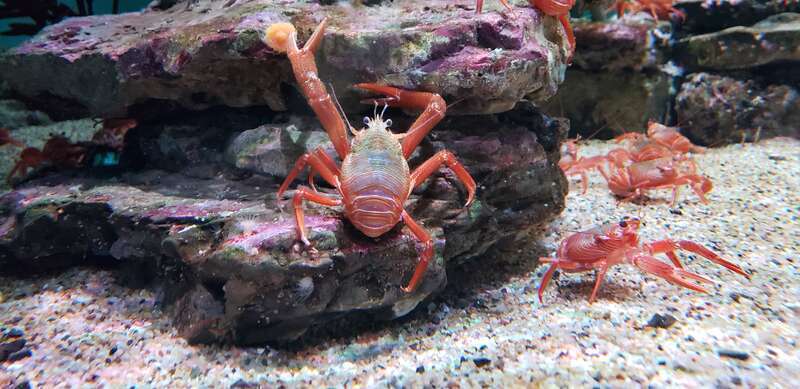 Pelagic red crabs (Pleuroncodes planipes) at the Monterey Bay Aquarium. Please attribute to Evan Baldonado // AquariumKids.org
