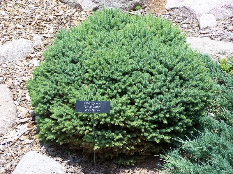 Picea glauca 'Little Globe' white spruce at Minnesota Landscape Arboretum
