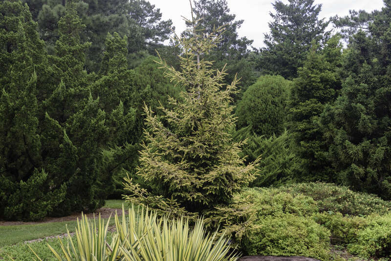 Picea orientalis (Oriental Spruce) &quot;Skylands&quot; just east of the NATO bridge at Norfolk Botanical Garden.