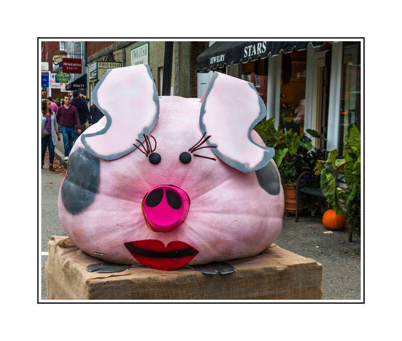 Taken Saturday at the annual Pumpkin Fest in Damariscotta, Maine.  This pumpkin weighed in at 726 lbs (329 kg).  The largest pumpkin this year weighed 1683 ;bs.  This festival lasts for about 10 days with the pumpkins on display for longer.  Lots of