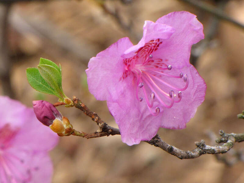 Rhododendron mucronulatum var. maritimum, cultivated. National Arboretum, Washington, DC, USA.