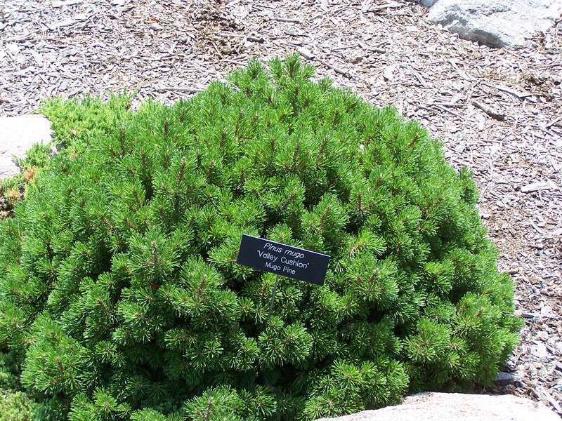 Pinus mugo 'Valley Cushion' at Minnesota Landscape Arboretum