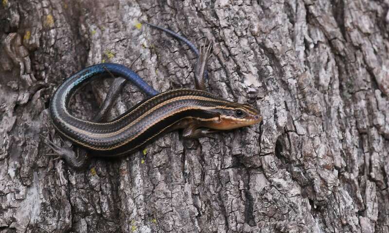 Common Five-lined Skink (Plestiodon fasciatus)