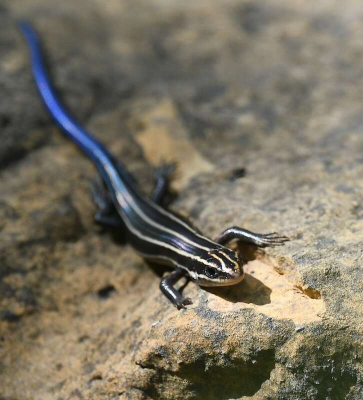 Common Five-lined Skink (Plestiodon fasciatus)