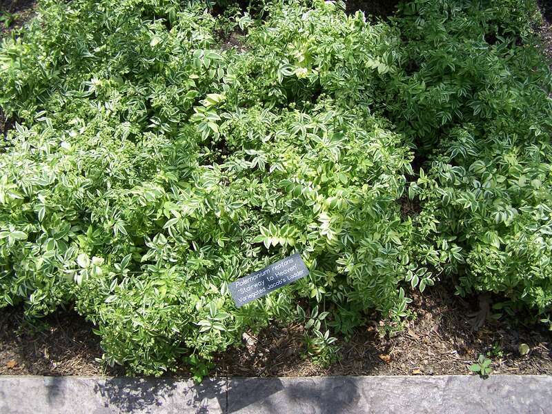 'Stairway to Heaven' variegated Jacob's Ladder at Minnesota Landscape Arboretum