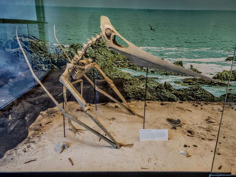 Model of a Pteranodon skeleton in the NC Museum of Natural Sciences, 4th floor.