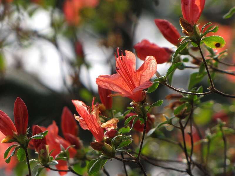 Rhododendron kaempferi, cultivated. National Arboretum, Washington, DC, USA.