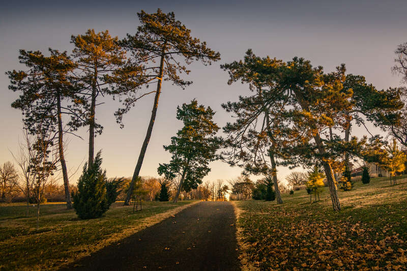 This is a path that heads up the side of government hill in Forest Park, from Washington Drive. Government Hill has a colorfully lit fountain in the summer, gardens and a reflecting pool that was built in 1930. The area was in disrepair by the 1960's