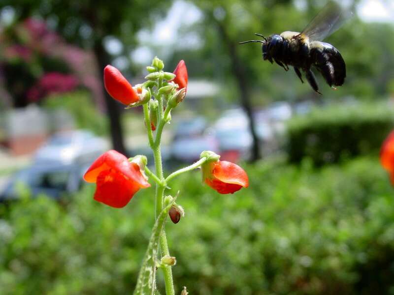 Bean flowers and a bumblebee in front of our house in Washington, D.C.