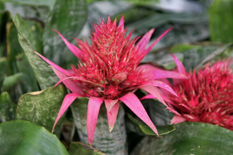 Aechmea are known for beautiful foliage, long lasting color and vivid berry-like fruit. These plants can adapt and grow on a variety of surfaces such as on trees in full sunlight between 300 to 3,500 feet. Specimens have been found in Peru having 3
