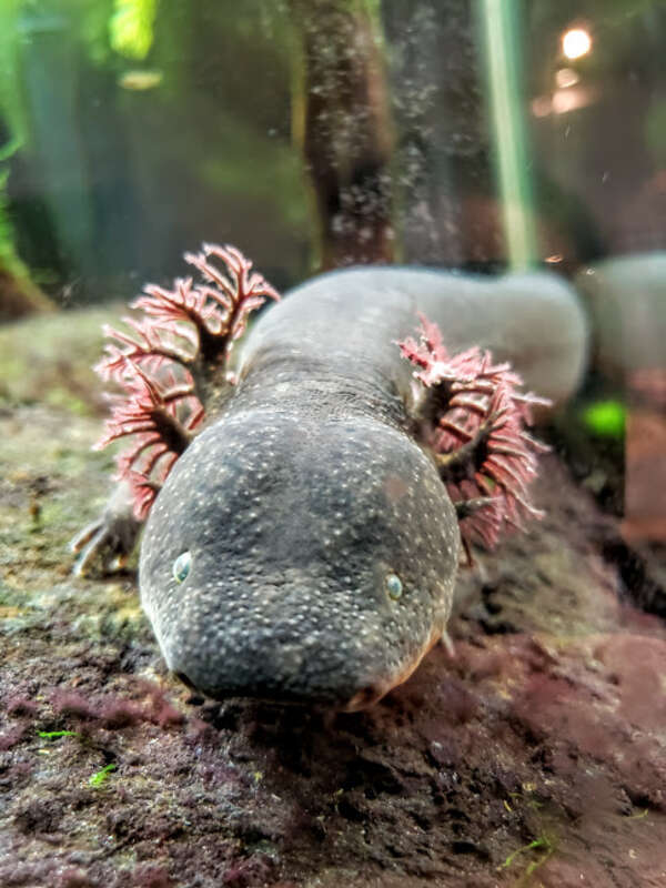 Front view of a greater siren (Siren lacertina).