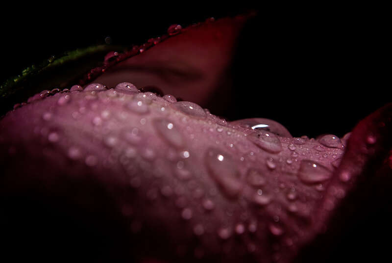500px provided description: A delicate pink flower with large water drops cascading down one petal. [#nature ,#macro ,#flower ,#floral ,#green ,#pink ,#photograph ,#low key ,#water drops ,#depth of field ,#water droplets ,#soaked]