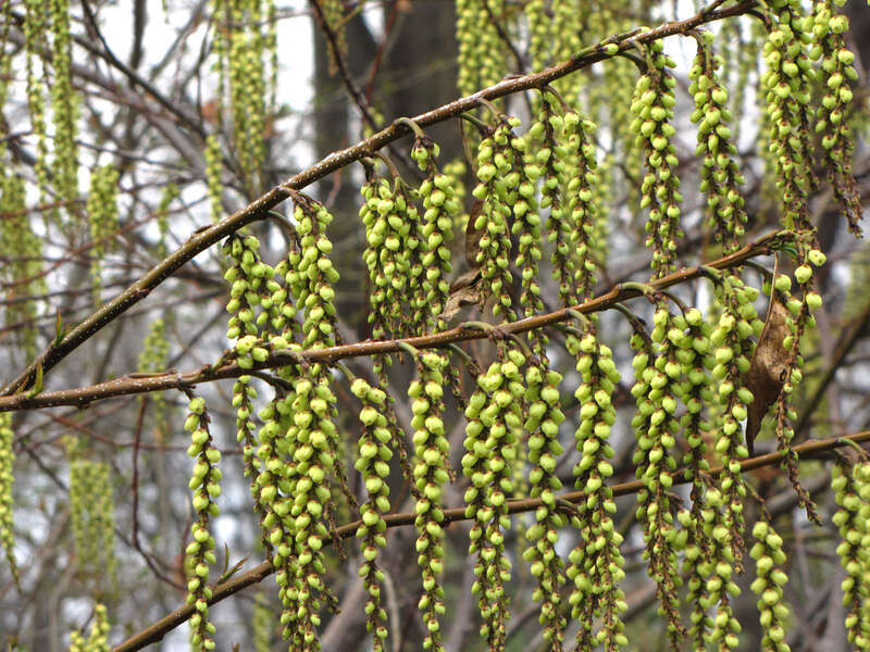 Stachyurus praecox, cultivated. National Arboretum, Washington, DC, USA.