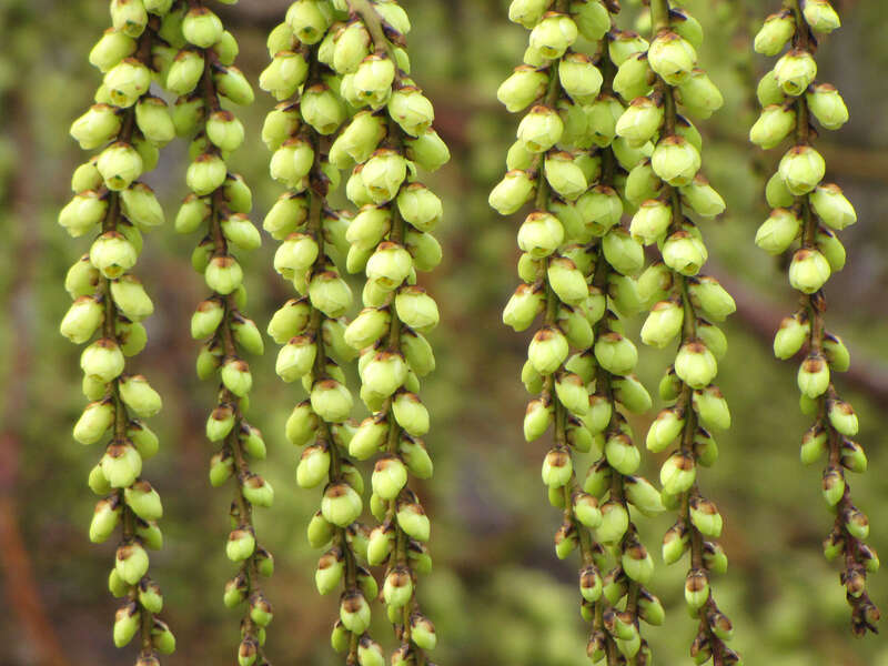 Stachyurus praecox, cultivated. National Arboretum, Washington, DC, USA.