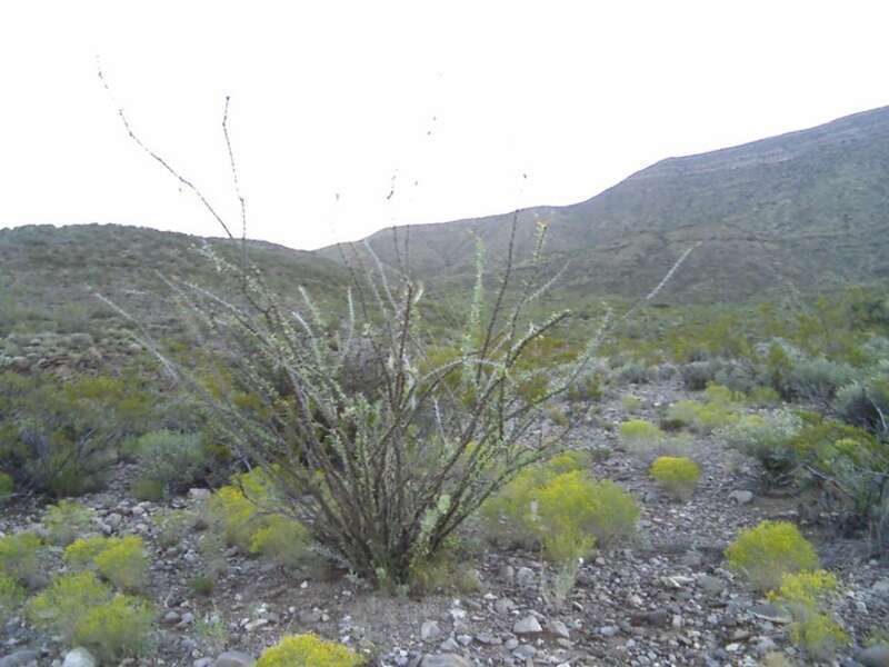 Sunrise in Alamogordo