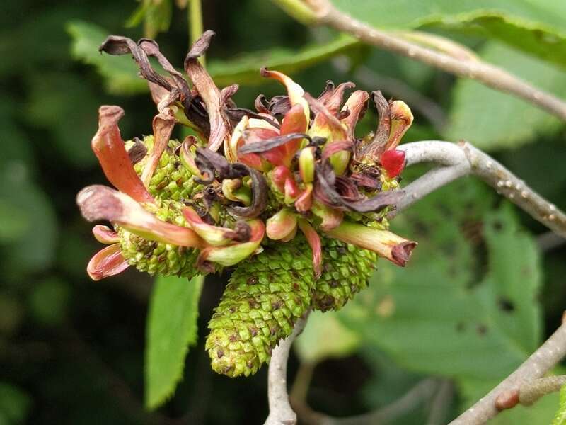 Eastern American alder tongue gall fungus (Taphrina robinsoniana) photographed in Grafton County, New-Hampshire, USA